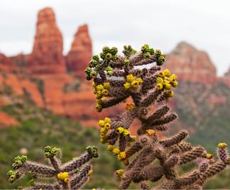 Кактус с цветком на фоне песчаных гор